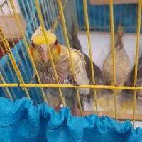 عروس هلندی حدود ۳ ماه
