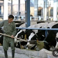 استخدام کارگرگاوداری