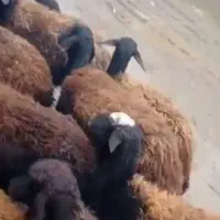 میش قزل افشار ابستن سنگین|حیوانات مزرعه|داران, |دیوار