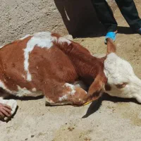 معامله گاو گوساله افتاده