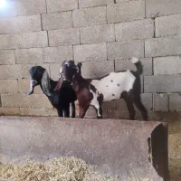 دوتا گیسه پاکستانی فروشی|حیوانات مزرعه|جناح, |دیوار