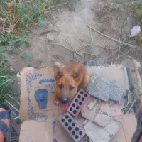 سگ ژرمن اصیل ماده