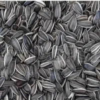 پخش تخمه شهریار