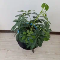 گیاهان آپارتمانی با گلدان های زیبا قیمت مناسب|گل و گیاه طبیعی|کرج, گلشهر|دیوار