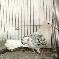 فروش ۱۰ عدد کبوتر درجه یک