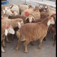 گوسفند افشار|حیوانات مزرعه|شهریار, ابراهیمآباد|دیوار