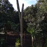 چند نمونه از گلهای زیبا بزرگ