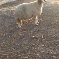 سنجابی مال داشت|حیوانات مزرعه|سرپل ذهاب, |دیوار