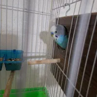 مرغ عشق جوان با ۷ تا تخم|پرنده|قم, حاج زینل|دیوار