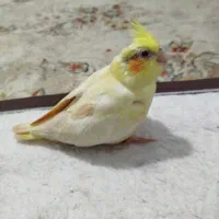 جفت مولد عروس هلندی|پرنده|هشتگرد, فاز ۱ مهستان|دیوار