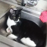 گربه تاکسیدو|گربه|سبزوار, هویزه|دیوار