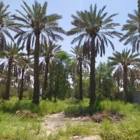 باغ شهری ۲۰۰۰ متری