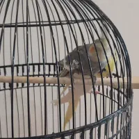 عروس هلندی جفت|پرنده|مشهد, رستگار|دیوار