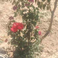 زمین ۷۰۰متری ملکی باآب برق فردوسی زاک ماریان|فروش زمین و ملک کلنگی|مشهد, توس فردوسی|دیوار