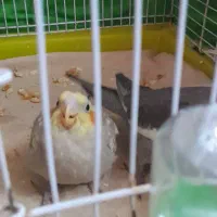 عروس هلندی|پرنده|رشت, صفاری|دیوار