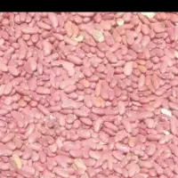 لوبیا کپسولی