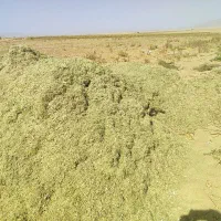 کاه لوبیا