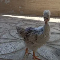 جوجه مرغ وخروس