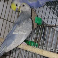 مرغ عشق رینبو