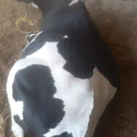 گستر و گوساله نر