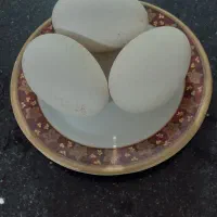 ۲۰عددتخم غاز