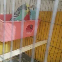 یک جفت مرغ عشق