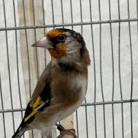 سهره زاغ سیاه سر