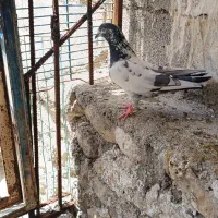 سه دونه شیخ دریجه یک هر کسی برای مسابقه میخواد