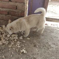 توله پاکوتاه|سگ|بناب, |دیوار