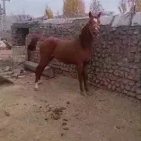 اسب کره ۳ سال