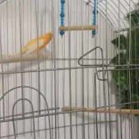 قناری  نر ریزه خون