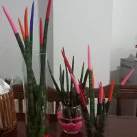 قلمه سانسوریا