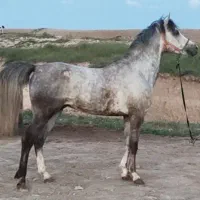 اسب عرب|اسب و تجهیزات اسبسواری|اردبیل, |دیوار