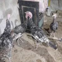بوقلمون