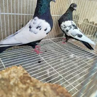 کفتر رنگه|پرنده|درمیان, |دیوار