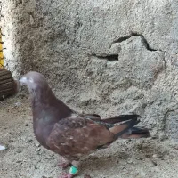 کبوتر کله ای،برنجی|پرنده|امیدیه, |دیوار