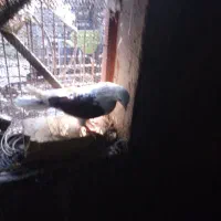 نروماده|پرنده|محلات, |دیوار