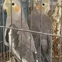 عروس هلندی چند عدد فروش عمده|پرنده|شبستر, |دیوار