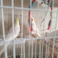 عروس هلندی مولد|پرنده|تبریز, |دیوار