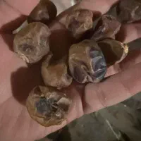 با سلام فروش خرمای برحی|عمده‌فروشی|شادگان, |دیوار