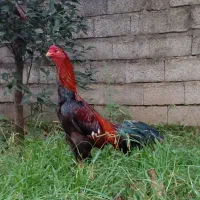 خروس لاری اصل