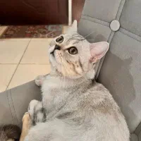 گربه اسکاتیش اصیل|گربه|کرج, اسدآباد|دیوار