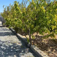 باغ با بنا (انواع درختان میوه بارده )|فروش زمین و ملک کلنگی|اسلامشهر, شهرک احمدیه|دیوار