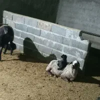 نگهبان و سرایداری