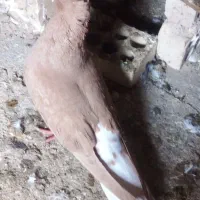 جفت دم پاک عقیلی