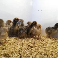 جوجه محلی گلپایگانی