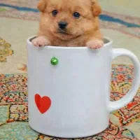 سگ مالتیپو قهوه ای ۳۹۰۰