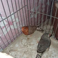 فنچ فول اورنج هاف اورنج پرنده خانگی|پرنده|بوشهر, |دیوار