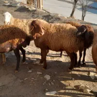 گوسفند|حیوانات مزرعه|سنندج, |دیوار