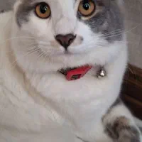 واگذاری گربه